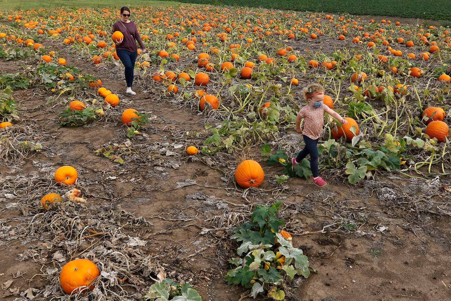 Northern Illinois Pumpkin Farm Guide Shaw Media