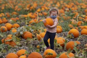 Ava O'Connor, 4, of Elgin looks for the perfect pumpkin
